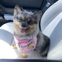 Fur - Pomeranian