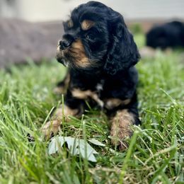 Cocker Spaniel Puppies from Priceless Pups