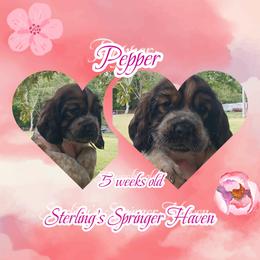 Uniqua - Tri-Roan female English Springer Spaniel puppy in Westover, Maryland from Sterling's springer Haven