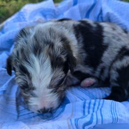 Abe - Blue merle male Australian Shepherd puppy in Harrah, Oklahoma from Whippoorwill Aussies of Oklahoma
