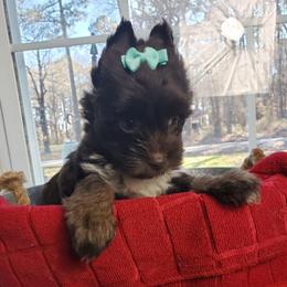 Boy 1 - Chocolate and tan male Yorkshire Terrier puppy in Marion Station, Maryland from Anna's Yorkie Treasures