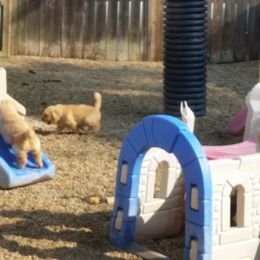 Golden Retriever Puppies from SUN-GOLDEN KENNELS