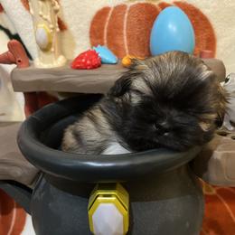 Shih Tzu Puppies from Lavender Lane Tzus