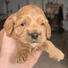 Pompompurin - Red male Cockapoo puppy in Conklin, Michigan from Lake Michigan Couture Cavapoos & Cockapoos