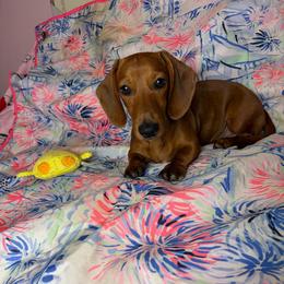 Brandon - Sable male Dachshund puppy in Lake City, Florida from My Ditzy Doxies of Florida