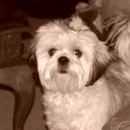 Shih Tzu All Grown Up from ShihTzuCt