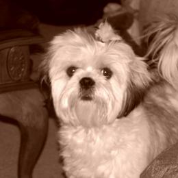 Shih Tzu All Grown Up from ShihTzuCt