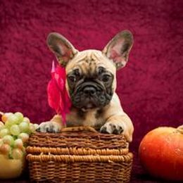 French Bulldog Puppies from BelievaBULL Frenchies