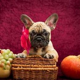 French Bulldog Puppies from BelievaBULL Frenchies