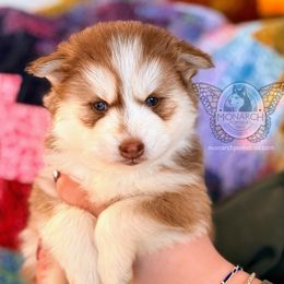 Monarch Cinnamon - Pomsky puppy from Monarch Pomskies | Northern Colorado