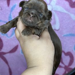 Akc martini - Chocolate and tan female Shih Tzu puppy in Roseville, Michigan from Diamond Paws LLC