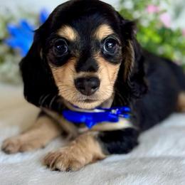 Roo(1800) - Black and cream male Dachshund puppy in Augusta, Arkansas from Savvy-Dee's Dachshunds
