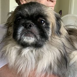 Max - Pekingese