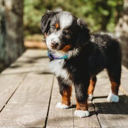 Miniature Australian Shepherd and Toy Australian Shepherd Puppies from Fireside Toy & Mini Aussies