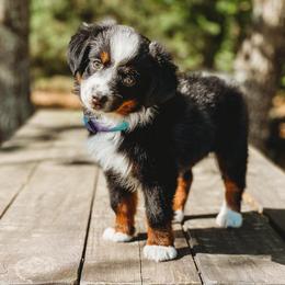 Miniature Australian Shepherd and Toy Australian Shepherd Puppies from Fireside Toy & Mini Aussies