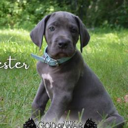 Tyson - Gray male Cane Corso puppy in Princeton, Minnesota from God Of War Cane Corso