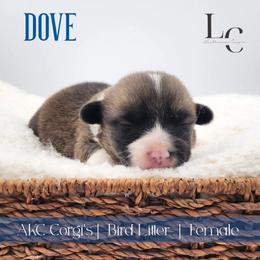 Dove - Sable female Pembroke Welsh Corgi puppy in Pine Village, Indiana from NL Horsemanship