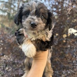 Wyatt - Merle male Yorkipoo puppy in Henderson, North Carolina from Dorans Danes and Doodles