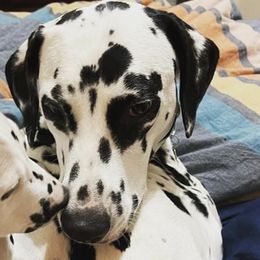 Chihuahuas and Dalmatians from Kassafina Kennel