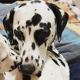 Chihuahuas and Dalmatians from Kassafina Kennel