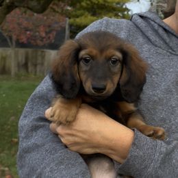 Radcliff 3500.00 - Red male Dachshund puppy in Crystal, Michigan from Mare-bella Dachshunds
