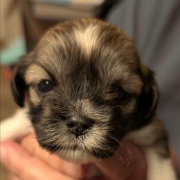 Holly - Brindle female Lhasa Apso puppy in Fort Worth, Texas from Cynthia's Lhasa Apsos