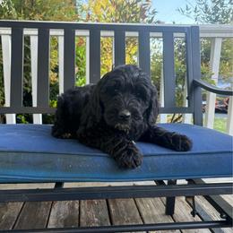 Boy 1 - Black male Double Doodle puppy in Jonesborough, Tennessee from Dry Creek Siberians