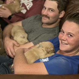 Cavalier King Charles Spaniel and Golden Retriever Puppies from Country Goldens and Mountain Top Cavaliers