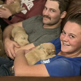 Cavalier King Charles Spaniel and Golden Retriever Puppies from Country Goldens and Mountain Top Cavaliers