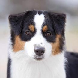 Iris  - Australian Shepherd