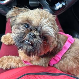 Shih Tzu puppies from ZiaLine French Bulldogs