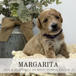 MARGARITA- Purple collar - Apricot female Goldendoodle puppy in Watertown, New York from True Friend Doodles
