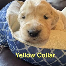 Buttercup - Light golden female Golden Retriever puppy in Lebec, California from Socalretrievers