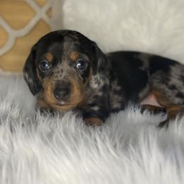 Girl 3 - Dapple female Dachshund puppy in Stilwell, Oklahoma from Stilwell’s Dachshunds