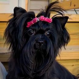 Pep - Yorkshire Terrier