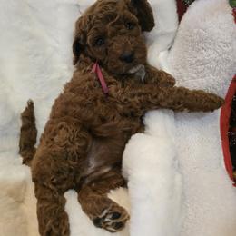 Holly - Red  female Goldendoodle puppy in Bristol, Tennessee from 4goldendoodles