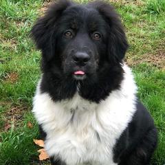 Karakachans from DeMaria Farm