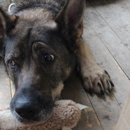German Shepherds from German Shepherd Sables