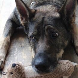 German Shepherds from German Shepherd Sables