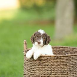 Lily - Brown and white female Bernedoodle puppy in Delta, Pennsylvania from KEE Bernedoodles