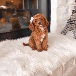 Cavapoos, Maltipoos, and Poodles from Poodles of the south