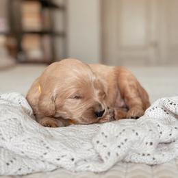 Monica Geller, Girl - Apricot female Goldendoodle puppy in Maricopa, Arizona from Desert Ridge Doodles