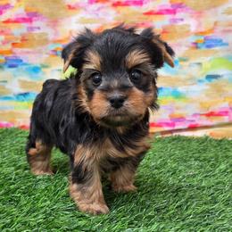 Stokes - Blue and gold male Yorkshire Terrier puppy in Monticello, Iowa from Ashley’s Puppies