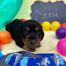 Nezu-Orange-Collar-2500 - Black and tan male Dachshund puppy in Great Bend, Pennsylvania from Dashing Doxies