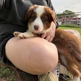 Red Tri Male 2 - Red tri-color male Miniature American Shepherd puppy in Elmore City, Oklahoma from Rikashay Kennels