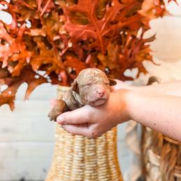Brown Coll boy - Apricot male Goldendoodle puppy in Spokane, Washington from Dream Doodles in Spokane WA