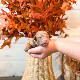 Brown Coll boy - Apricot male Goldendoodle puppy in Spokane, Washington from Dream Doodles in Spokane WA