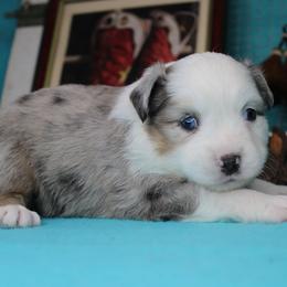 Boy 1 - Blue merle male Miniature American Shepherd puppy in Elgin, Oregon from LongMile Aussies