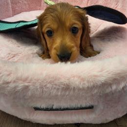 Moochie 2200 - Dapple female Dachshund puppy in Bristol, Tennessee from It's Mini Wieners Baby