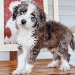 Bernedoodle, Sheepadoodle, and Whoodle Puppies from Wonderland’s Boujie Kennels